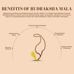 Sarv Siddh 1 to 14 Mukhi Gauri Shankar & Ganesh Rudraksha – Natural Indonesian