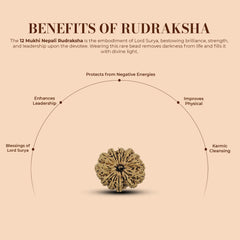 12 Mukhi Nepali Rudraksha 2