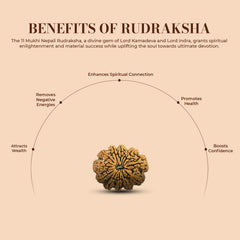 11 Mukhi Rudraksha (Nepali) - Super Collector