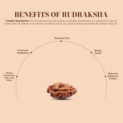 1 Mukhi Rudraksha (Indonesian)