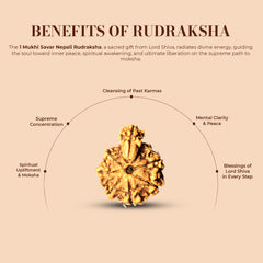 1 Mukhi Savar Rudraksha Nepali