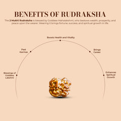 2 Mukhi Nepali Rudraksha