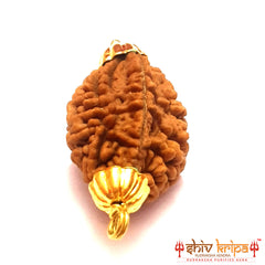 2 Mukhi South Indian Rudraksha