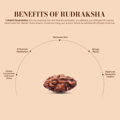 1 Mukhi Rudraksha (Indonesian)