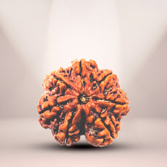 7 Mukhi Rudraksha (Nepali) - Super Collector