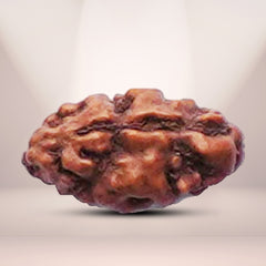 1 Mukhi Rudraksha (Indonesian)