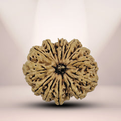 12 Mukhi Nepali Rudraksha 2