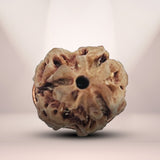 3 Mukhi Rudraksha (Nepali) - Collector