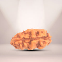 1 Mukhi Rudraksha (Indonesian)