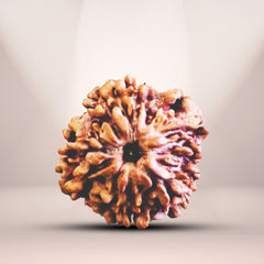 Nirakaar Rudraksha - (Nepali)