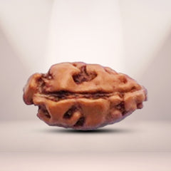 1 Mukhi Rudraksha (Indonesian)