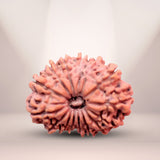 15 Mukhi Rudraksha (Nepali) - Medium