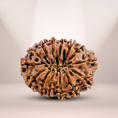 14 Mukhi Rudraksha (Nepali) - Collector