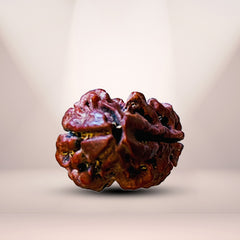 2 Mukhi Nepali Rudraksha