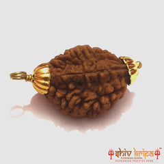 2 Mukhi South Indian Rudraksha