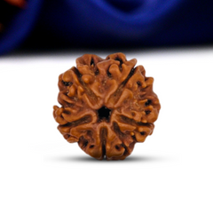 5 Mukhi Rudraksha (Nepali) - Regular