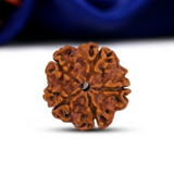 5 Mukhi Rudraksha (Nepali) - Regular