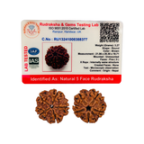 5 Mukhi Rudraksha (Nepali) - Regular