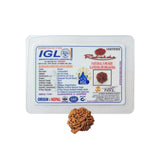 5 Mukhi Rudraksha (Ganesh)