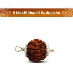 5 Mukhi Rudraksha (Nepali) - Regular