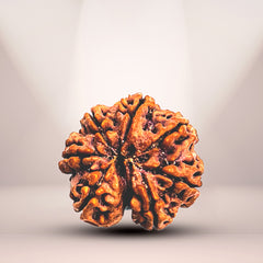 7 Mukhi Rudraksha (Nepali) - Super Collector