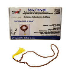 Sarv Siddh 1 to 14 Mukhi Gauri Shankar & Ganesh Rudraksha – Natural Indonesian