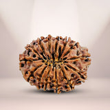 14 Mukhi Rudraksha (Nepali) - Collector