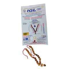 Sarv Sidh 1 to 14 Mukhi Rudraksha Mala (Nepali)