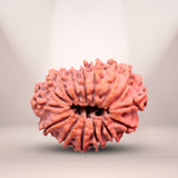 15 Mukhi Rudraksha (Nepali) - Medium
