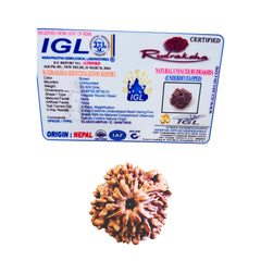 Nirakaar Rudraksha - (Nepali)