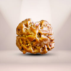2 Mukhi Nepali Rudraksha