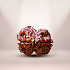 2 Mukhi Nepali Rudraksha