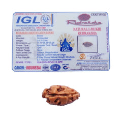 1 Mukhi Rudraksha (Indonesian)
