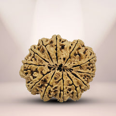 12 Mukhi Nepali Rudraksha 2
