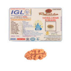 1 Mukhi Rudraksha (Indonesian)