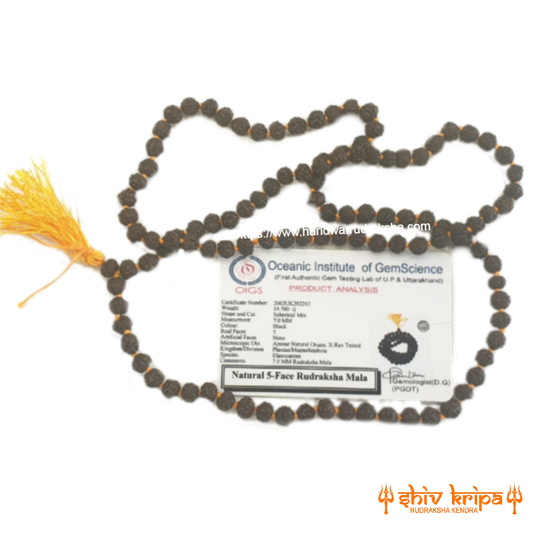 Real 5 Mukhi Rudraksha Black Color Mala 108+1