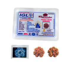 7 Mukhi Rudraksha (Nepali) - Super Collector