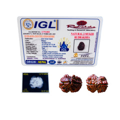 2 Mukhi Nepali Rudraksha