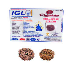 14 Mukhi Rudraksha (Nepali) - Collector
