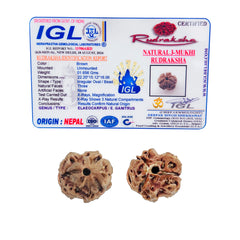 3 Mukhi Rudraksha (Nepali) - Collector
