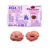 15 Mukhi Rudraksha (Nepali) - Medium