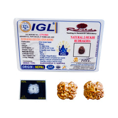 2 Mukhi Nepali Rudraksha