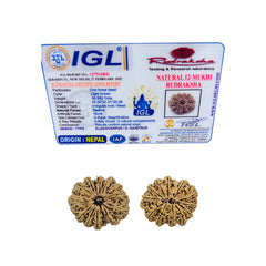 12 Mukhi Nepali Rudraksha 2