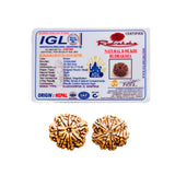 8 Mukhi Rudraksha (Nepali) - Regular