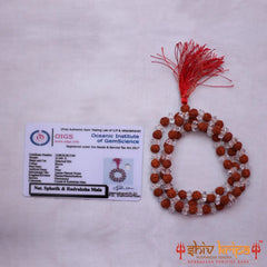 Rudraksha With Sphatik Mala