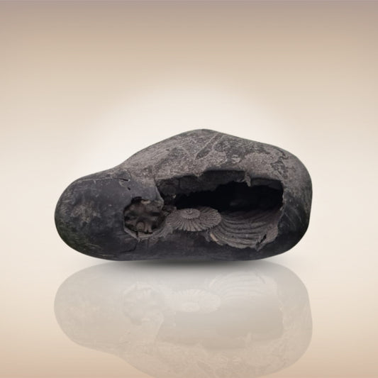 Shri Laxmi Narayan Shaligram - SH001