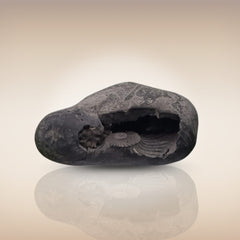 Shri Laxmi Narayan Shaligram - SH001
