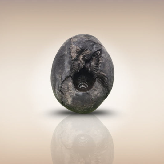 Shri Laxmi Narayan Shaligram - SH006