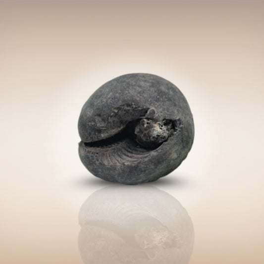 Shri Laxmi Narayan Shaligram - SH009