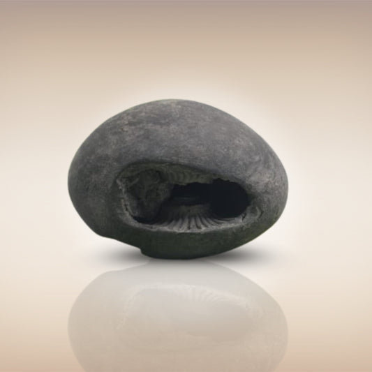 Shri Laxmi Narayan Shaligram - SH012